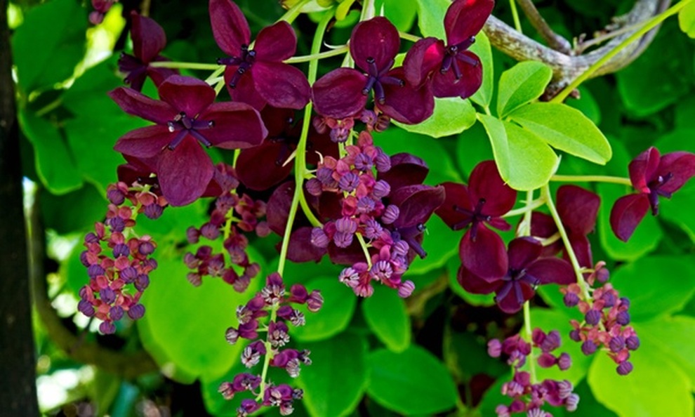 Kỳ lạ thứ trái cây giống xoài nhưng màu tím, còn bên trong như quả chuối - 2 Kỳ lạ thứ trái cây giống xoài nhưng màu tím, còn bên trong như quả chuối - 2