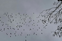 Hàng nghìn con vịt trời lao xuống phá ruộng lúa, nông dân thắp đèn xua đuổi