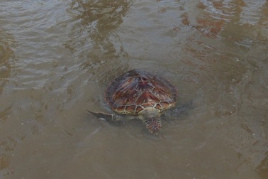 Thả đồi mồi mua 5 triệu về biển khi biết là động vật quý hiếm