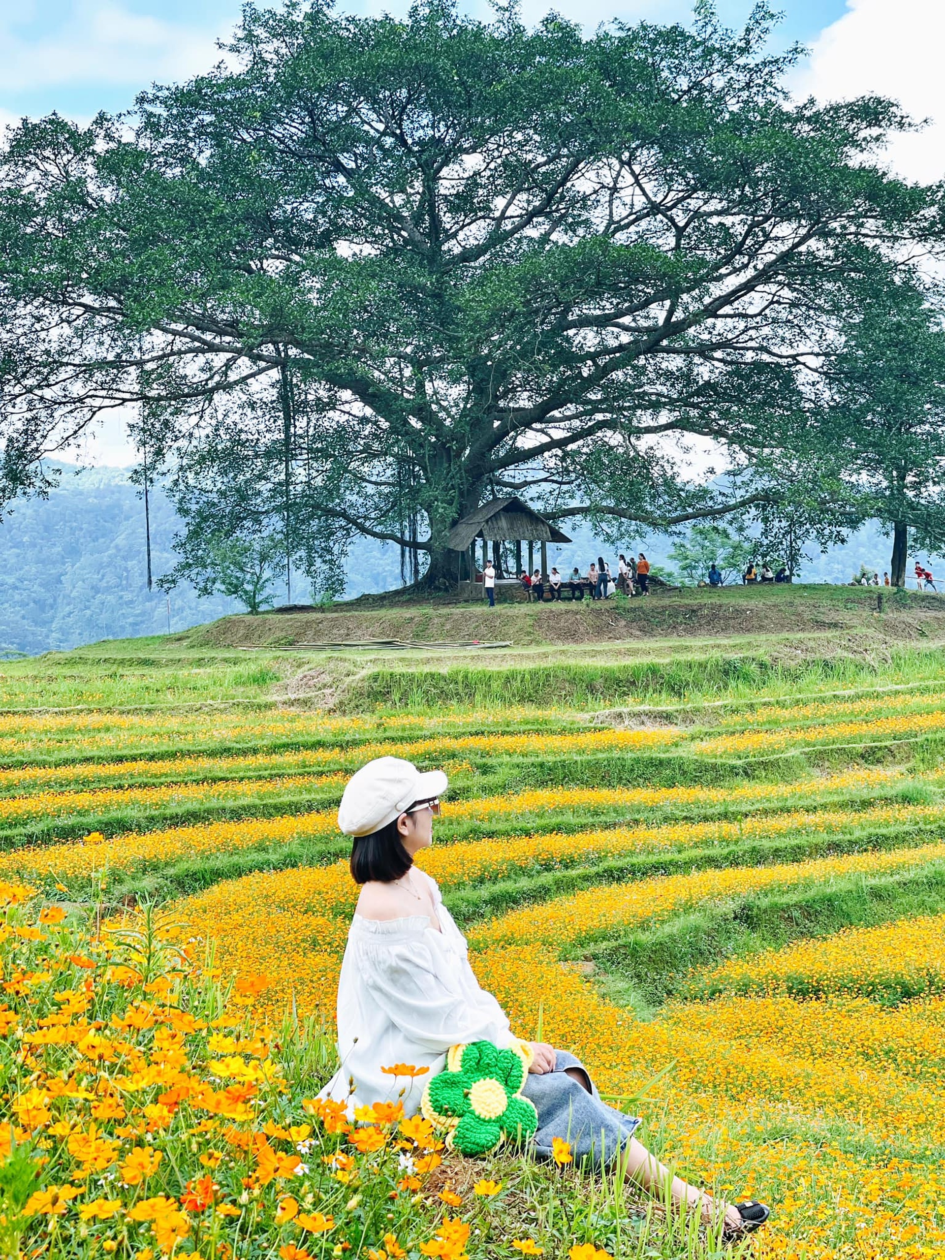 Ngọn đồi ngập tràn hoa cánh bướm đẹp thơ mộng như phim gây sốt ở Hòa Bình - 4 Ngọn đồi ngập tràn hoa cánh bướm đẹp thơ mộng như phim gây sốt ở Hòa Bình - 4