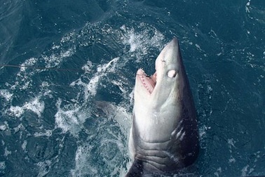 Người đàn ông chiến đấu với cá mập trắng suốt 90 phút