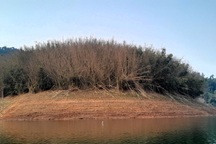 Cây lùng chết hàng loạt, nguy cơ cháy rừng khu vực biên giới ở Nghệ An