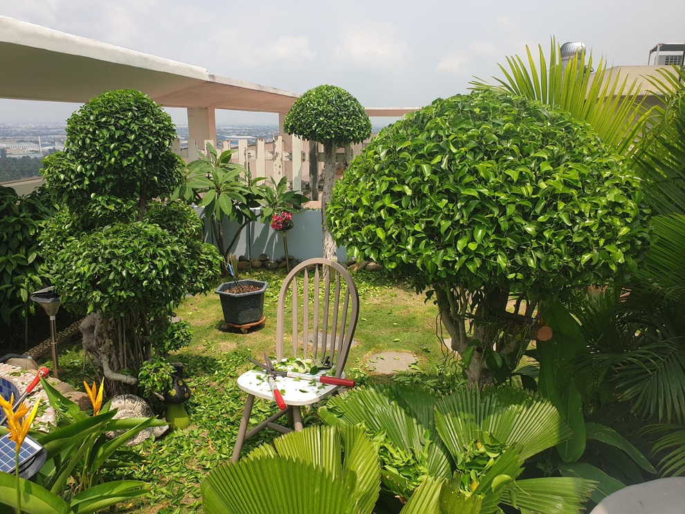 Vác đất lên sân thượng, mẹ đảm Bình Dương trồng vườn hồng ngát hương - 10 Vác đất lên sân thượng, mẹ đảm Bình Dương trồng vườn hồng ngát hương - 10