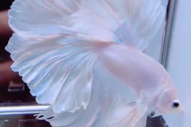 Chú cá betta với bộ vây trắng lộng lẫy như váy cưới khiến nhiều người ngỡ ngàng