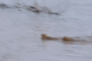 Nổi bật tuần qua: Sư tử con liều lĩnh bơi qua sông đầy cá sấu để hội ngộ mẹ