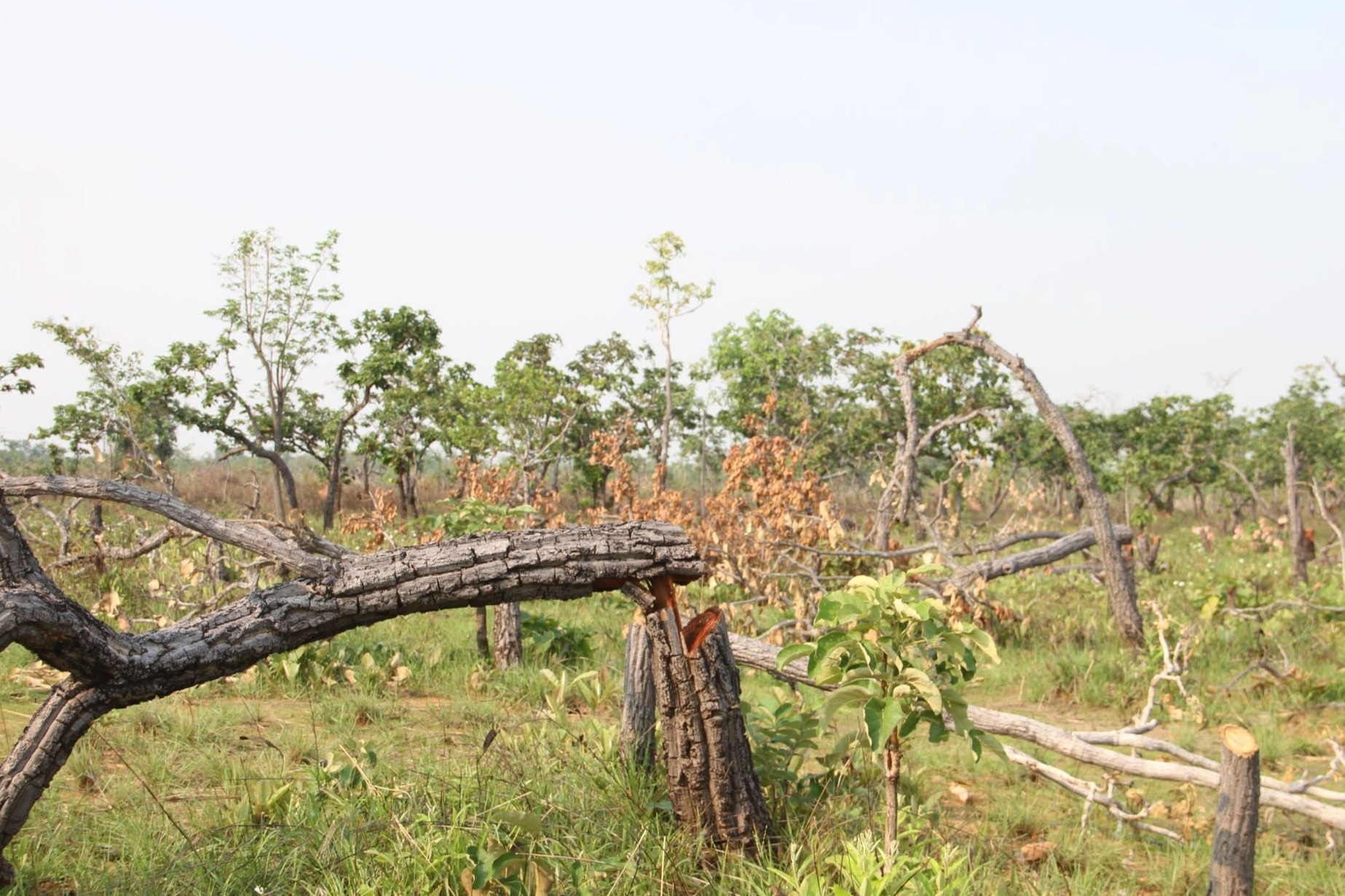 Dak Lak'ta 2 eski ilçe başkanına kınama - 1 Khiển trách 2 nguyên chủ tịch huyện tại Đắk Lắk - 1