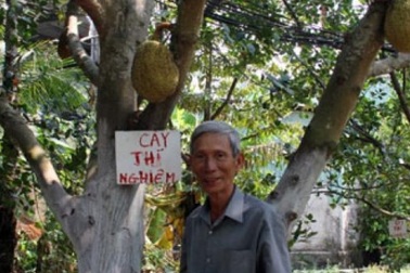 Trồng 100 cây mít không hạt, thu 1 tỷ đồng/năm