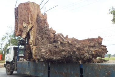 Gốc cây bàng đá 400 tuổi, giá 35 triệu đồng