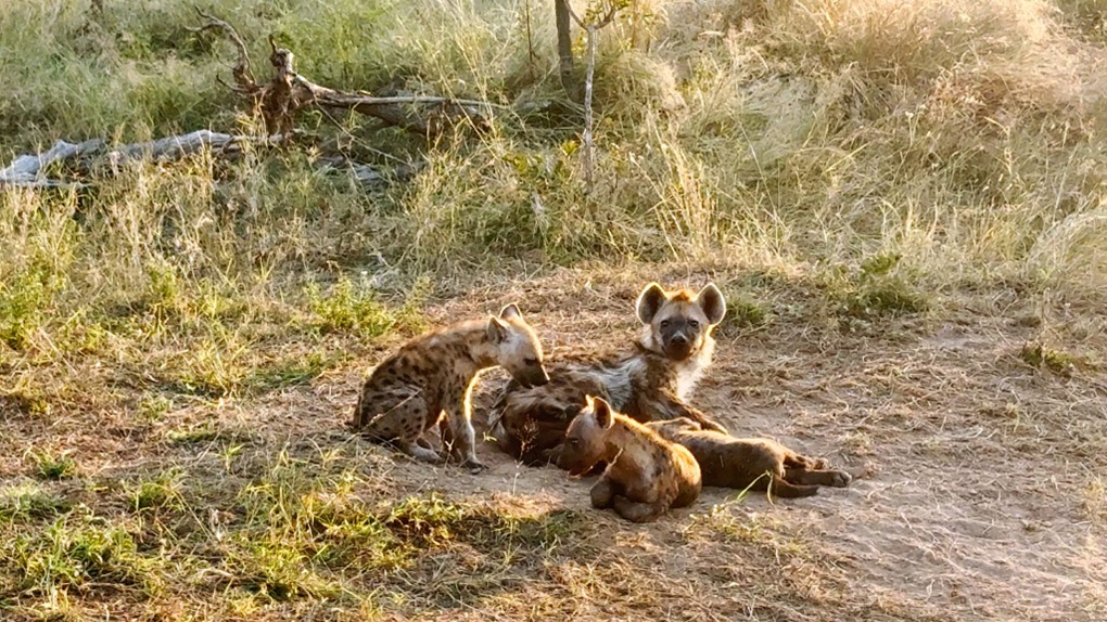 Linh cẩu non đang nằm cùng mẹ bị sư tử lao đến đoạt mạng - 1 Linh cẩu non đang nằm cùng mẹ bị sư tử lao đến đoạt mạng - 1