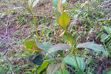 3 người tử vong vì ăn lá ngón