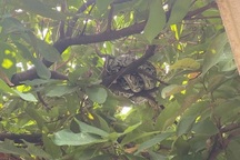 Trăn đất quý hiếm xuất hiện trong sân bay Đà Nẵng