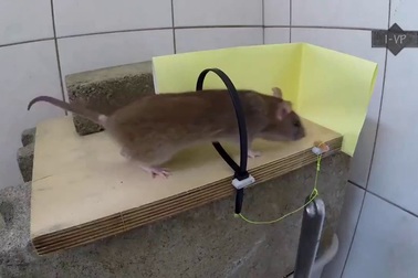 Những chiếc bẫy chuột tự chế độc đáo