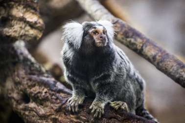 Loài khỉ cổ đại đã biết dùng bè vượt Đại Tây Dương hàng triệu năm trước