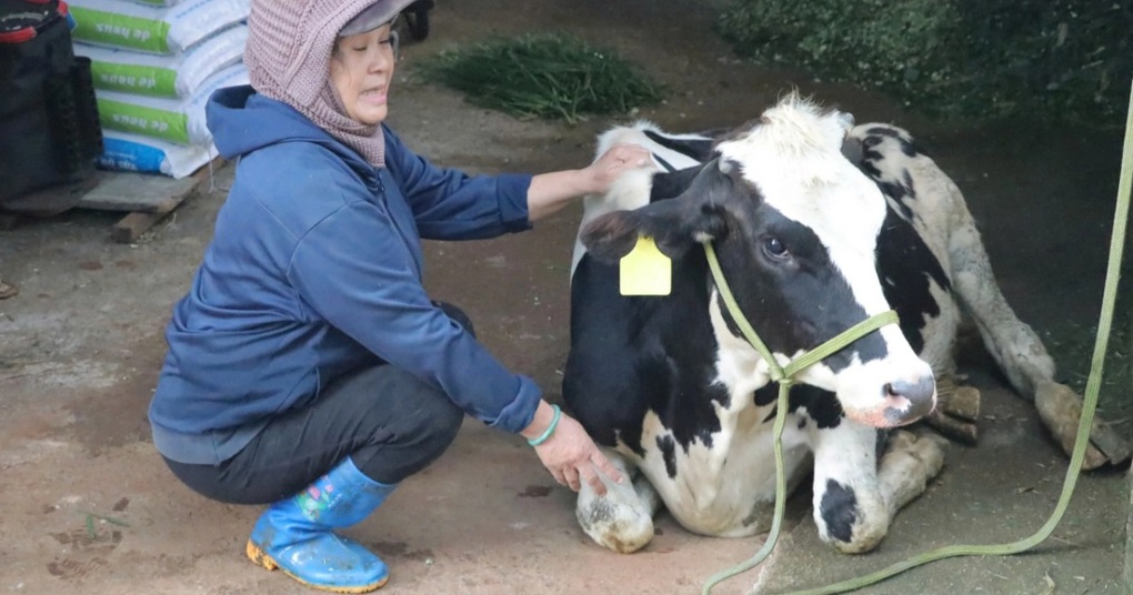 Lãnh đạo ngành nông nghiệp Lâm Đồng lên tiếng vụ 237 con bò sữa chết - 1 Lãnh đạo ngành nông nghiệp Lâm Đồng lên tiếng vụ 237 con bò sữa chết - 1