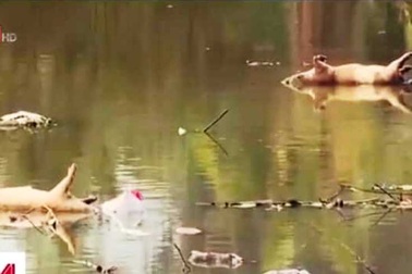 Sông Đào ô nhiễm, chủ tịch tỉnh truy trách nhiệm nhà máy nước