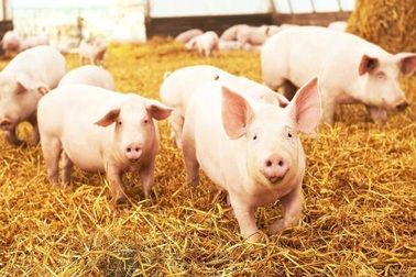 Đại gia nuôi lợn Dabaco báo lãi quý III giảm 94%