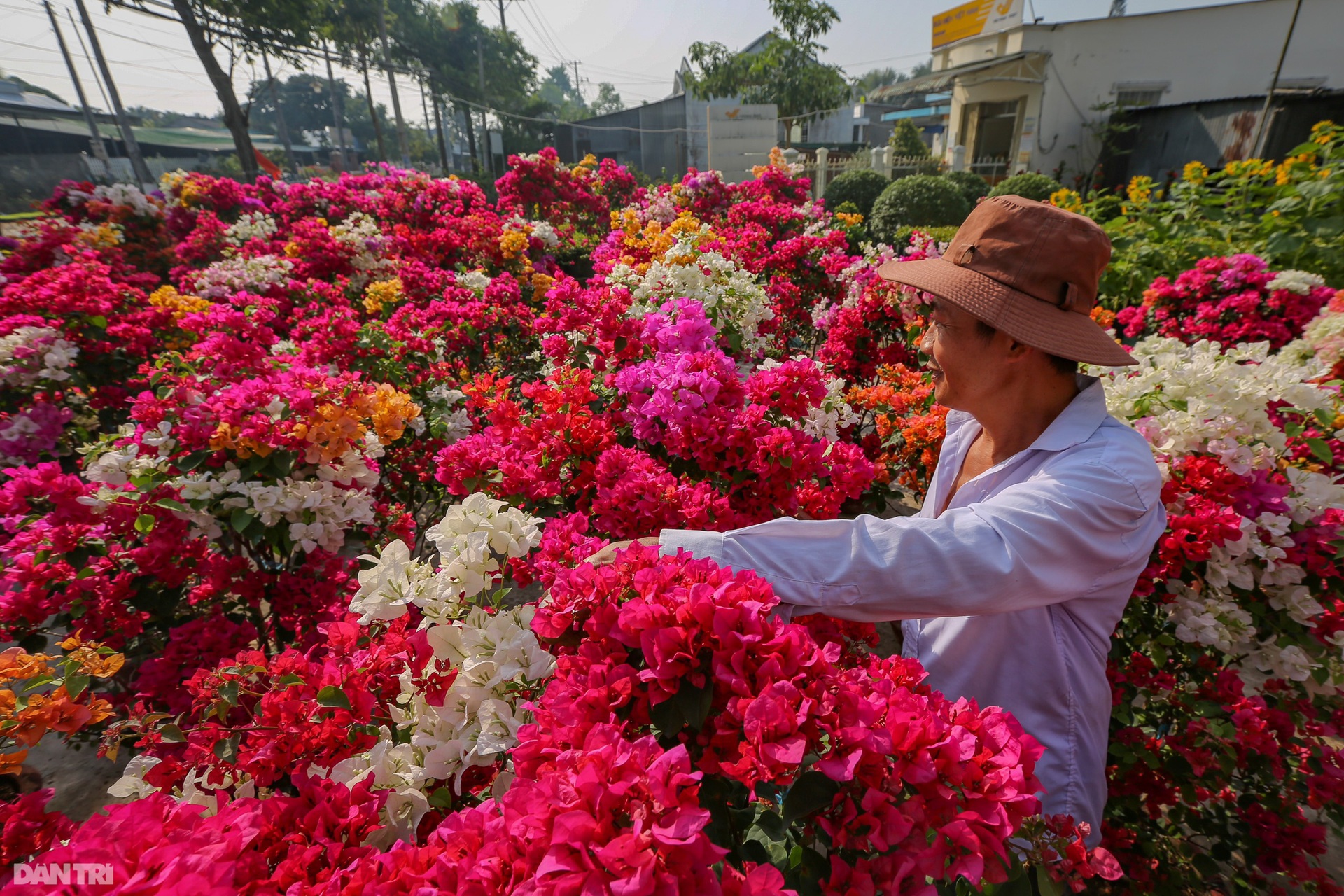 Làng hoa lớn nhất miền Tây vào vụ Tết - 9