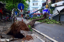 Mưa lớn trong đêm ở Hà Nội: Cây to bật gốc đè vào nhà dân trên phố cổ