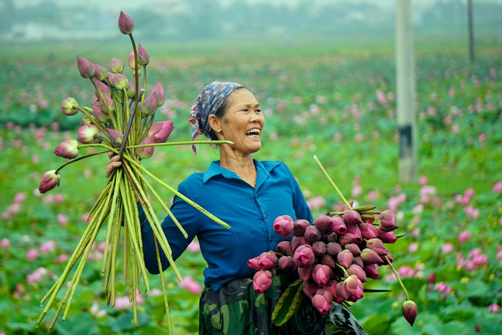 Vợ chồng U60 đút túi hàng chục triệu đồng mỗi vụ nhờ trồng sen - 8 Vợ chồng U60 đút túi hàng chục triệu đồng mỗi vụ nhờ trồng sen - 8
