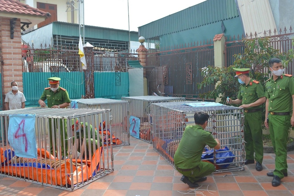 Công an ập tới bắt mới vỡ lẽ hàng xóm nuôi cả chục chúa sơn lâm - 2 Công an ập tới bắt mới vỡ lẽ hàng xóm nuôi cả chục chúa sơn lâm - 2
