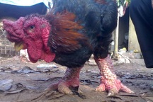 Kỷ lục: 70 triệu đồng một đôi gà Đông Tảo