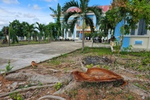 Vụ cây trong trụ sở phường bị chặt bán: Truy trách nhiệm lãnh đạo phường