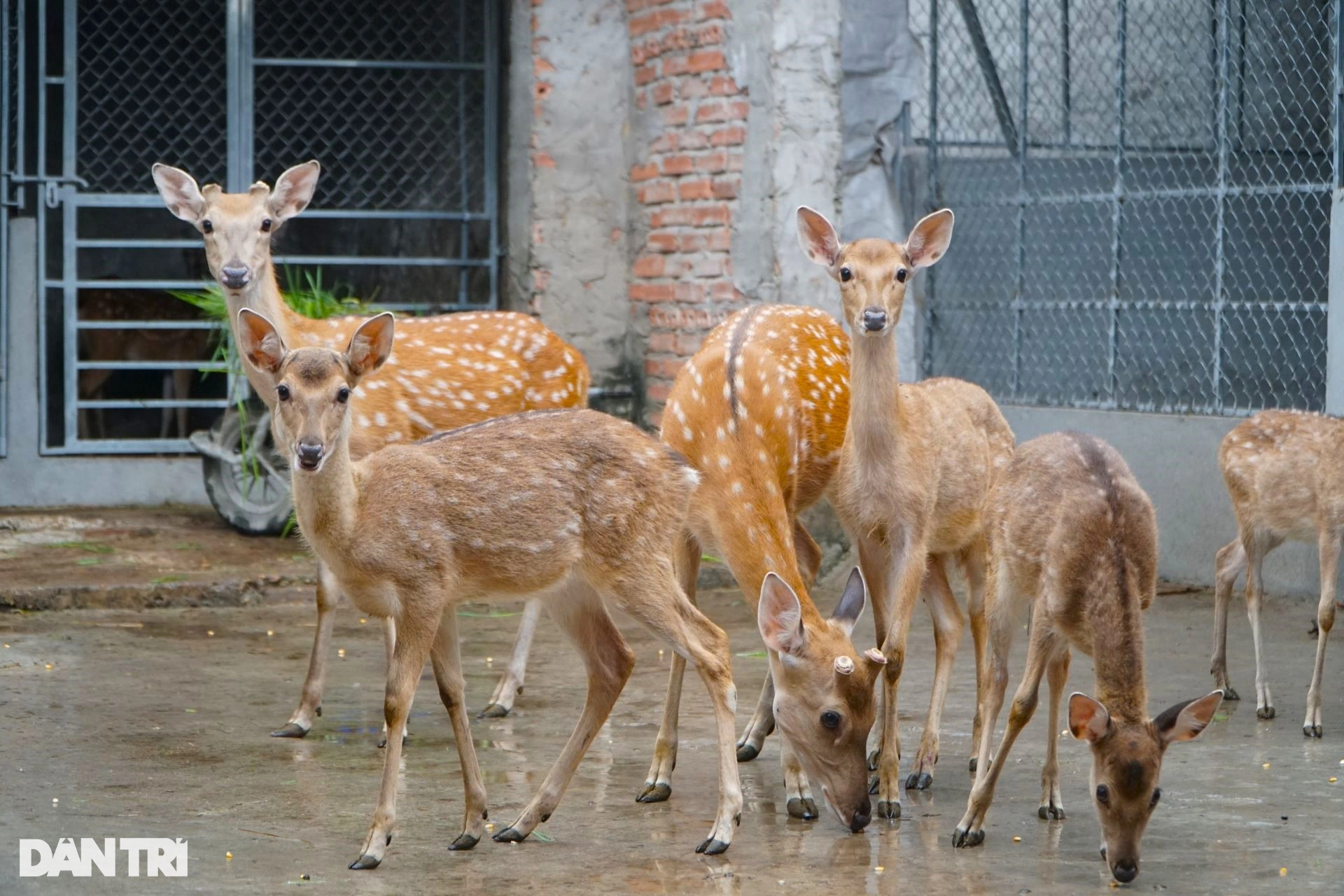 Chàng trai trẻ kiếm trăm triệu đồng mỗi tháng bỏ về quê, mơ làm vua hươu - 4 Chàng trai trẻ kiếm trăm triệu đồng mỗi tháng bỏ về quê, mơ làm vua hươu - 4