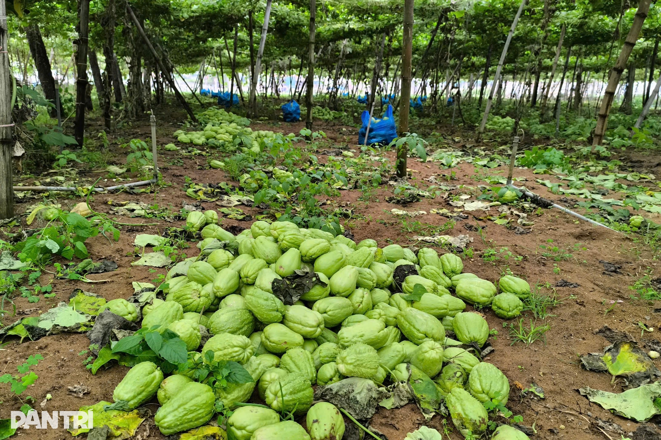 ដីចំការធ្លាក់ថ្លៃ កសិករបោះចោលពេញស្រែ - ១ Su su rớt giá thê thảm, nông dân vứt đầy ruộng - 1