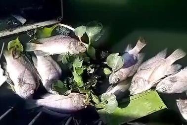 Cá chết nổi trắng hồ trung tâm TP Đà Nẵng