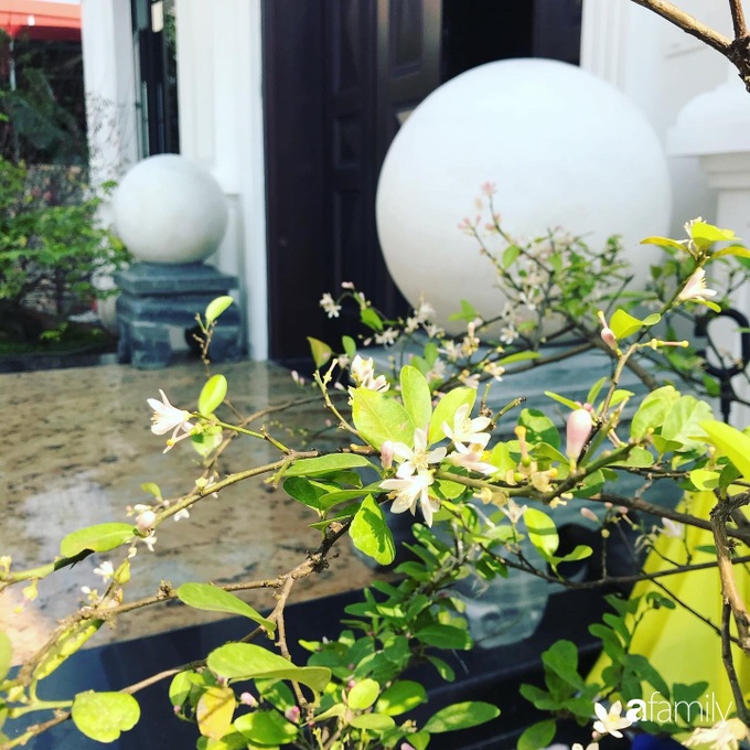 Khu vườn mang tên hạnh phúc của bà mẹ trẻ Hà Nội dành thời gian chăm chút vì muốn sống gần hơn với thiên nhiên - Ảnh 4. Khu vườn mang tên hạnh phúc của bà mẹ trẻ Hà Nội dành thời gian chăm chút vì muốn sống gần hơn với thiên nhiên - Ảnh 4.