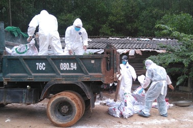 Quảng Ngãi: Gia cầm tiếp tục chết, nghi cúm A - H5N6