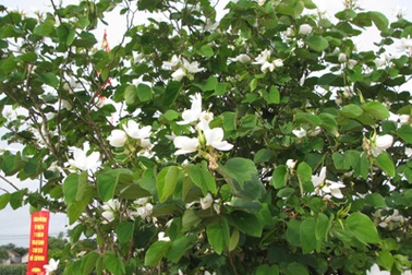 Hoa ban nở trắng Khu di tích Kim Liên