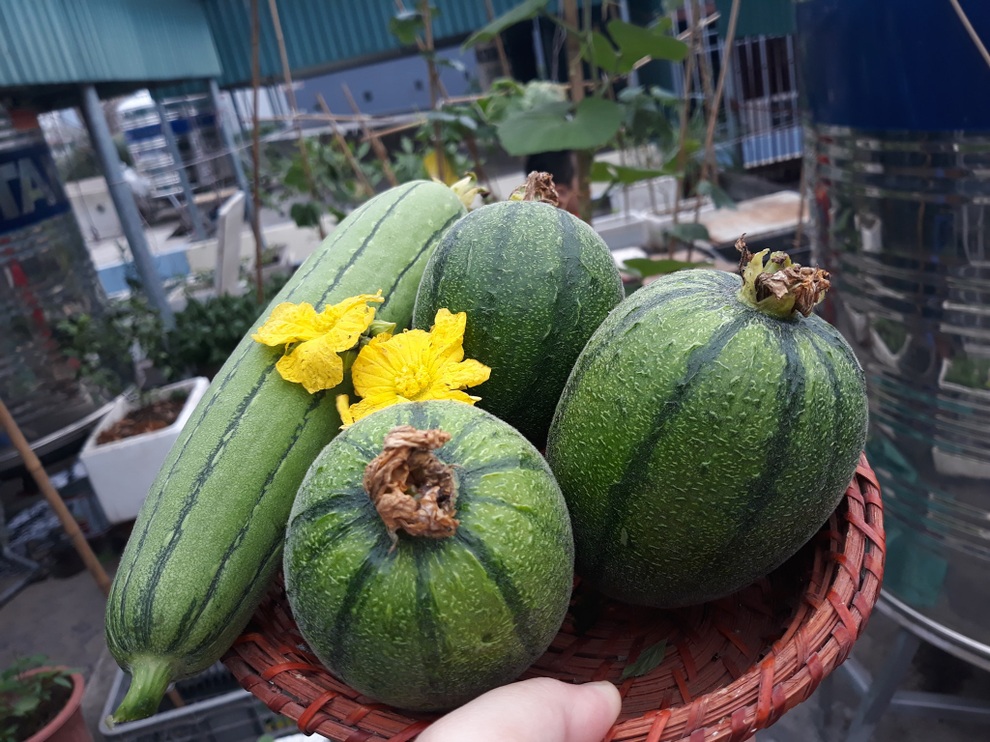 Vườn nhỏ cái gì cũng có trên sân thượng của mẹ đảm Hà Nội - 4 Vườn nhỏ cái gì cũng có trên sân thượng của mẹ đảm Hà Nội - 4