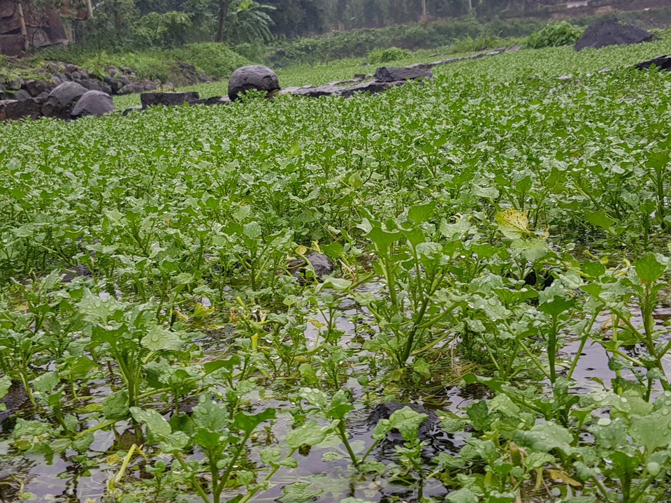 Người dân trồng rau đặc sản vùng giếng cổ lo thất thu vụ rau Tết - 5 Người dân trồng rau đặc sản vùng giếng cổ lo thất thu vụ rau Tết - 5