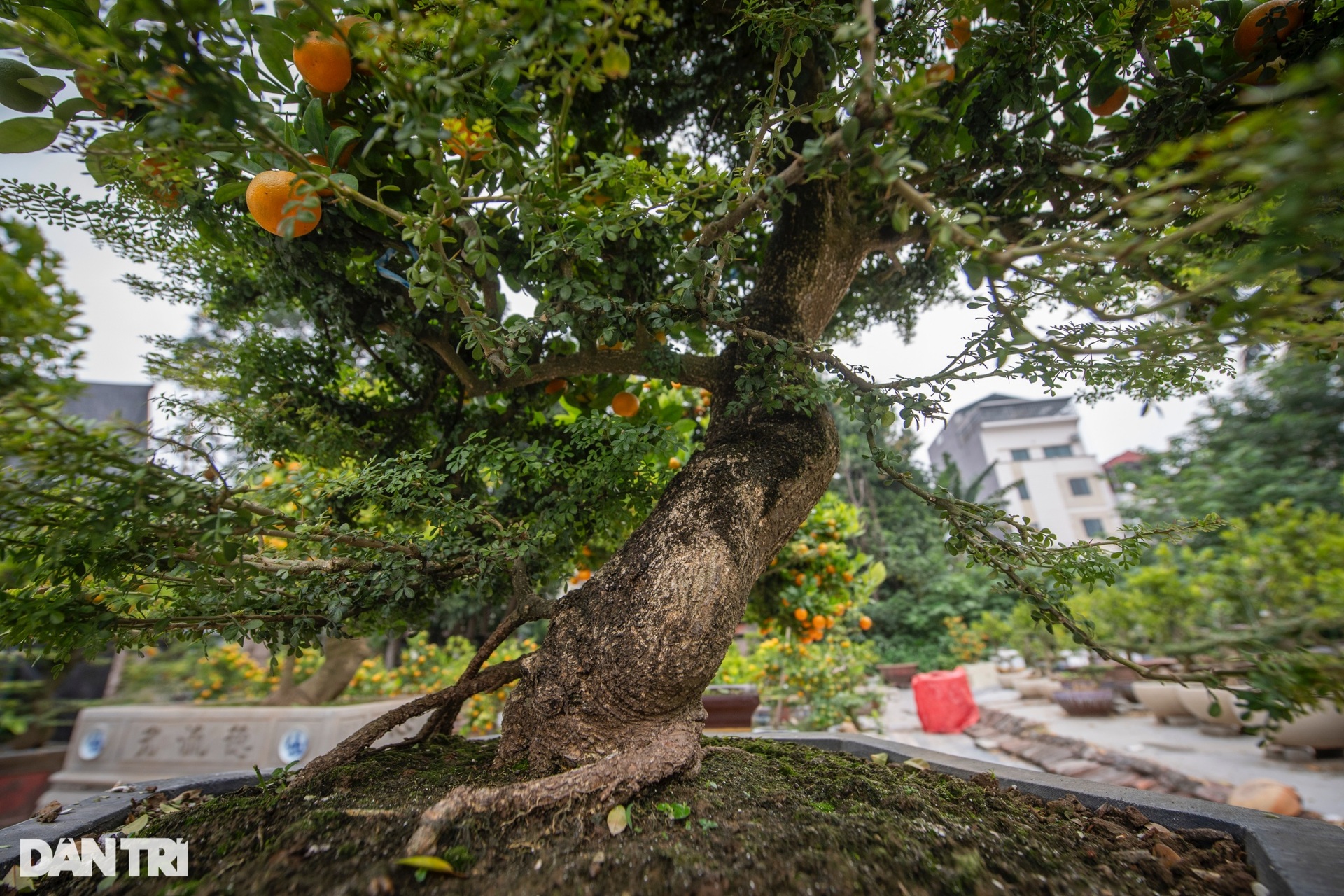 Hanoi garden owner grafts kumquats with strange trees to sell for hundreds of millions of dong during Tet - 6