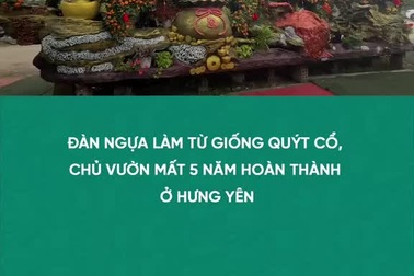 Đàn ngựa làm từ giống quýt cổ, chủ vườn mất 5 năm hoàn thành ở Hưng Yên