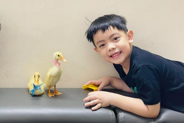 Trào lưu ấp trứng, nuôi vịt làm "thú cưng" cho con trong mùa dịch