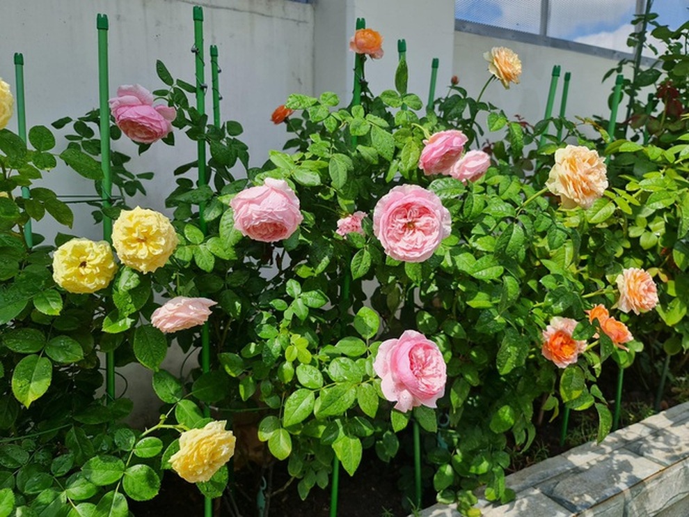 Những vườn hoa hồng tràn ngập hương sắc trên sân thượng của gia chủ Việt - 7 Những vườn hoa hồng tràn ngập hương sắc trên sân thượng của gia chủ Việt - 7