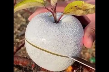 Cận cảnh loại táo trắng đặc biệt
