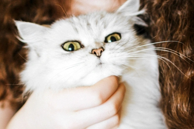 Mối liên quan giữa việc nuôi mèo và nguy cơ mắc chứng tâm thần phân liệt