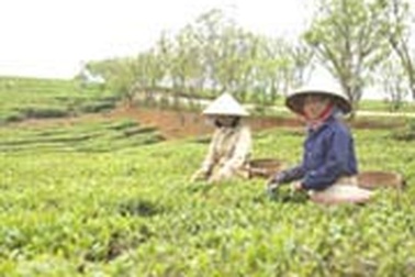 Giải bài toán thương hiệu cho cây chè 