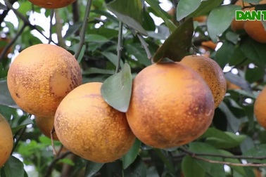 Cam tiến vua "mặc áo" đẹp làm quà biếu Tết