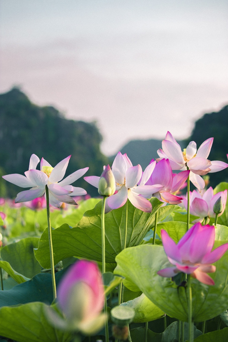 Mê mẩn ngắm hồ sen nở rộ giữa Thu - 1 Mê mẩn ngắm hồ sen nở rộ giữa Thu - 1