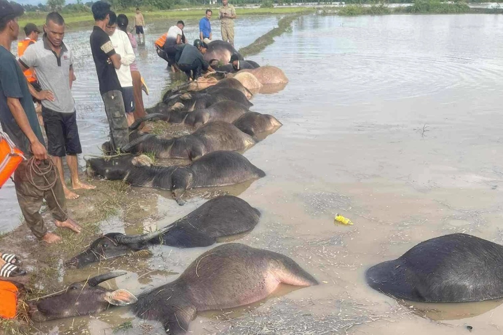 Hàng loạt con trâu chết trôi trên đồng do ngập trong nước lũ - 1 Hàng loạt con trâu chết trôi trên đồng do ngập trong nước lũ - 1