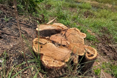 Hàng chục cây tràm trên 20 năm ở cửa rừng Mã Đà bất ngờ bị đốn hạ