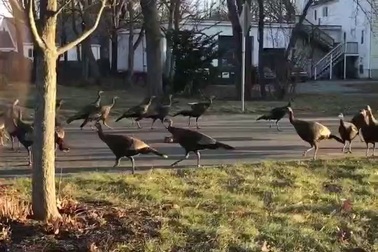 Đàn gà tây liên tục đi xung quanh xác của một con mèo chết khiến nhiều người không khỏi thắc mắc