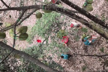 Cảnh thu hoạch sầu riêng ở Việt Nam khiến nhiều người xem "giật thót tim"