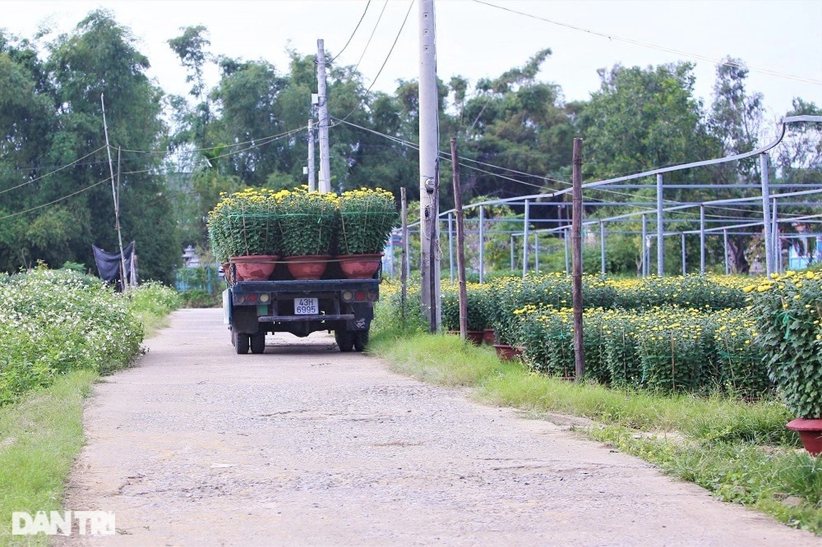 Vượt khó mùa dịch, làng hoa lớn nhất Đà Nẵng tất bật ngày giáp Tết - 9