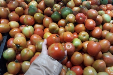 Dịch bệnh hoành hành khiến giá cà chua tăng kỷ lục