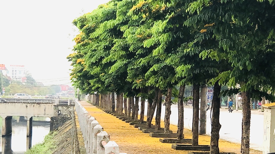 Mùa hoa Giáng Hương rực rỡ thành Vinh - 29 Mùa hoa Giáng Hương rực rỡ thành Vinh - 29